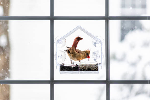 istock One female red cardinal bird sitting perched on plastic glass window feeder during heavy winter snow colorful in Virginia, snow flakes falling 1059736596