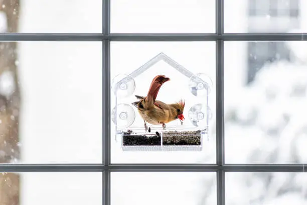 One female red cardinal bird sitting perched on plastic glass window feeder during heavy winter snow colorful in Virginia, snow flakes falling