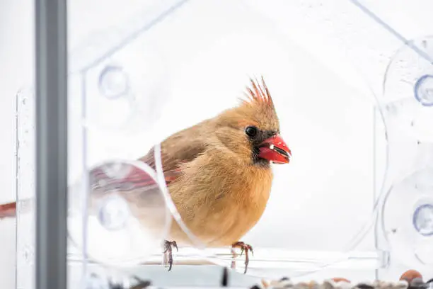 Female red northern cardinal, Cardinalis, bird perched on plastic glass window feeder eating birdseed with beak during winter snow colorful in Virginia