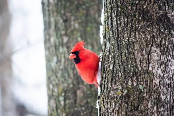 Funny one red northern cardinal bird, Cardinalis, perched on tree trunk during winter snow colorful in Virginia
