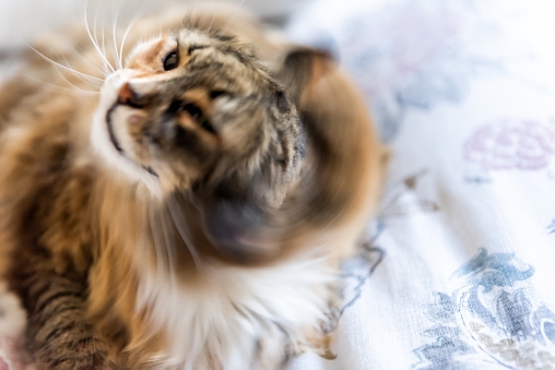 Calico maine coon cat face shaking hair fur fluffy on bed in bedroom, shedding, action motion movement fast speed, blurry, blurred