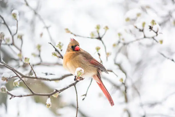 Puffed up angry one female red northern cardinal, Cardinalis, bird sitting perched on tree branch during heavy winter in Virginia, snow flakes falling
