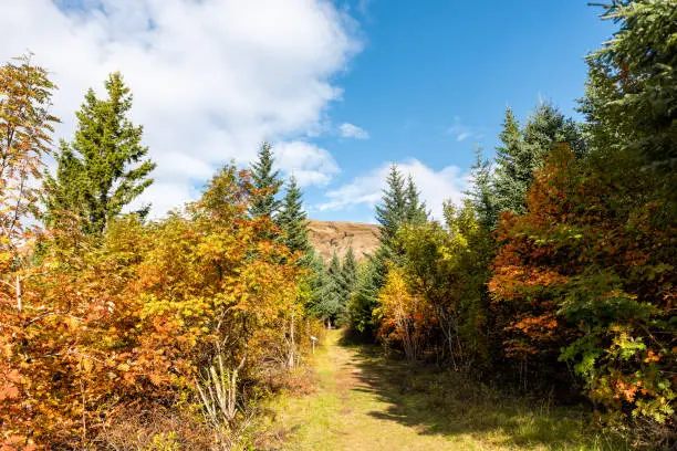 Landscape view of orange foliage autumn fall season, pine tree forest trail hiking path in Iceland Golden Circle, Laugarvatn