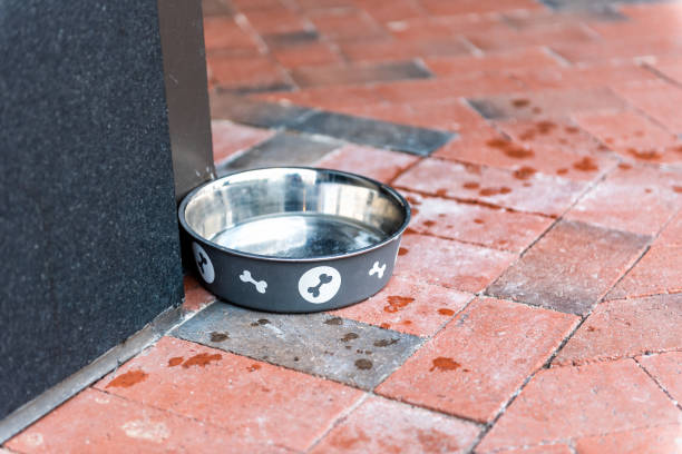 One empty dog water bowl plate outside restaurant store shop in urban city street corner on sidewalk with nobody closeup One empty dog water bowl plate outside restaurant store shop in urban city street corner on sidewalk with nobody closeup dog bowl photos stock pictures, royalty-free photos & images