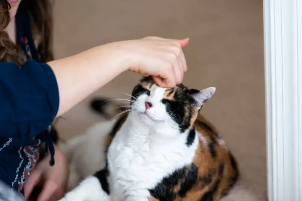 Young woman bonding with calico cat petting rubbing head, friends friendship companion pet happy smiling affection bonding face expression, cute adorable kitty