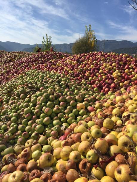 istock Hundreds of apples 1059738164