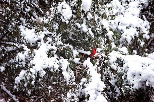 One red northern cardinal, Cardinalis, bird perched far distant on tree branch during heavy winter snow colorful in Virginia, snow flakes