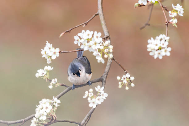 un uccello titmouse titmouse titmouse trapuntato arroccato sul ramo dell'albero in soleggiata primavera colorata in virginia, fiori di fiori di ciliegio, vista ad alto angolo - tufted tit foto e immagini stock