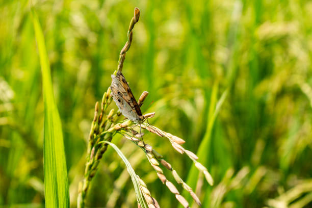 Small tiny butterfly sitting on crop