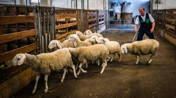 istock Farmer grabbing a sheep with a pole 1059738602