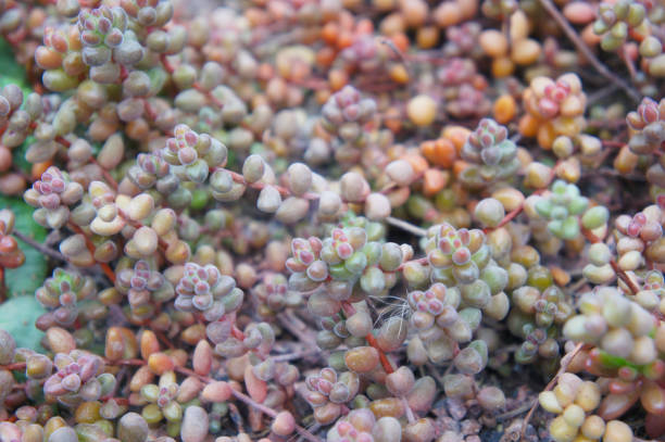 Sedum stahlii succulent plant