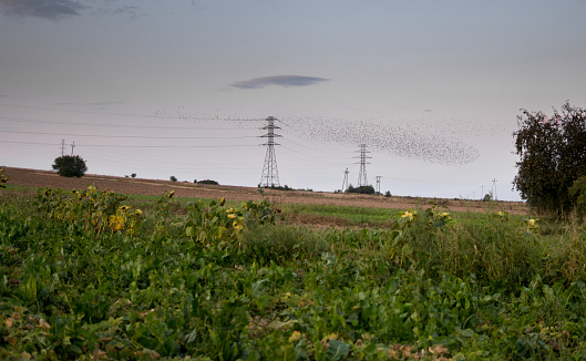 rural landscape with flock of birds flying over fields and high tension wires