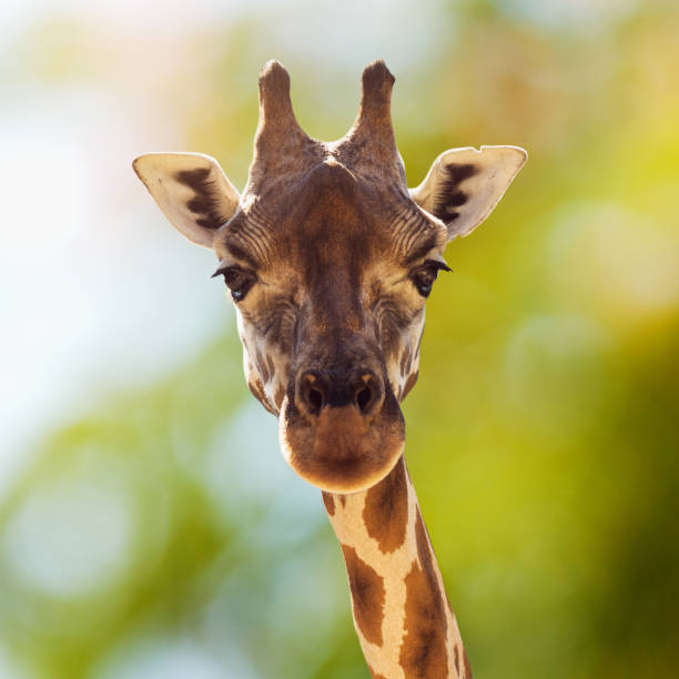 giraffe tier portrait - animal animal neck cute safari animals stock-fotos und bilder