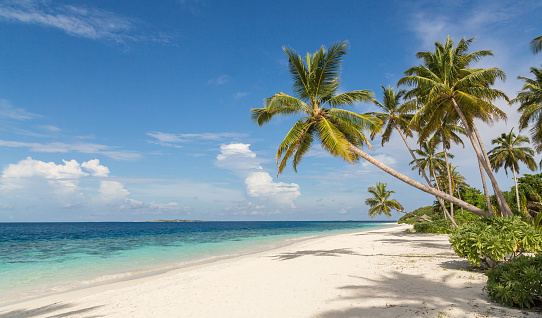 Playa con palmera Atolón isla Maldivas photo