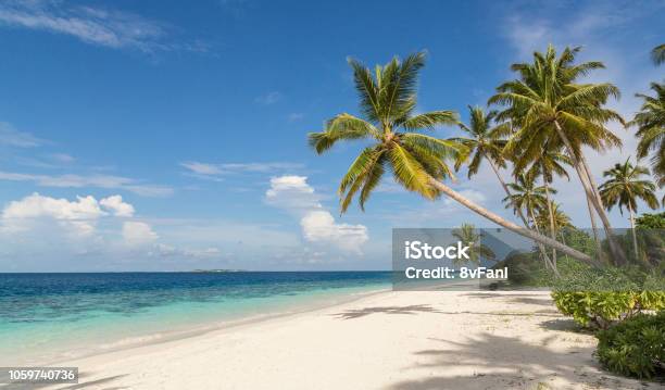 Photo libre de droit de Plage Avec Palme Atoll Maldives Île banque d'images et plus d'images libres de droit de Maldives - Maldives, Atoll de Raa, Baa