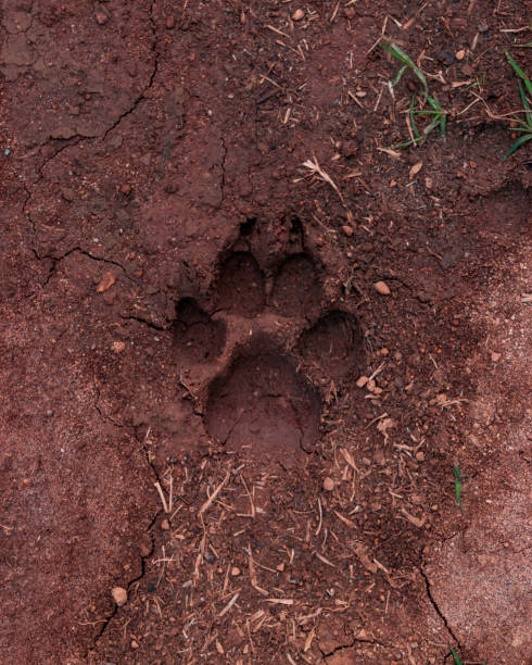 istock Dog footprint on wet land 1059742734
