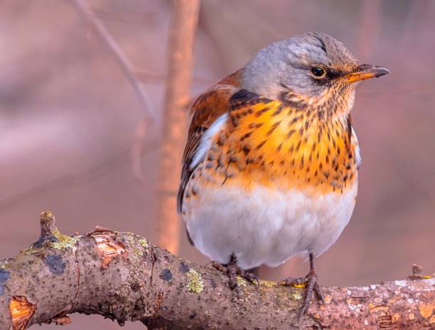 istock Vibrant view of a highly serious bird thrush on old tree branch in spring 1059742758