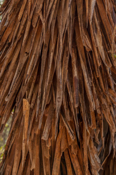 팜 나무 질감 - mexico close up frond nature 뉴스 사진 이미지