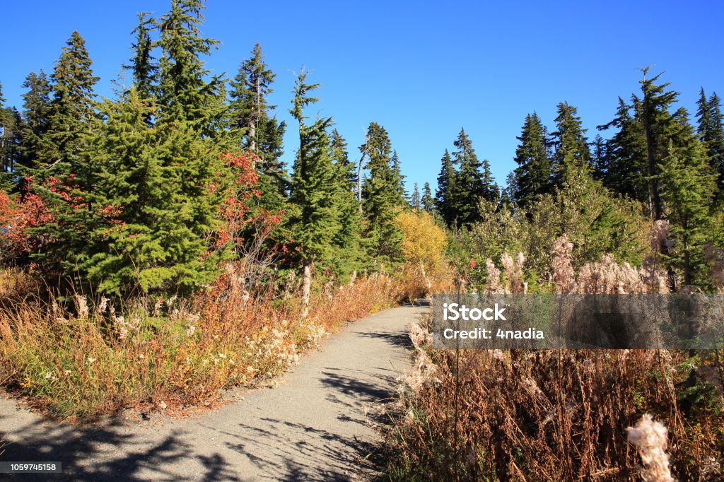 Sentier de randonnée au Mt Shuksan à Washington-Etats-Unis - Photo de Arbre libre de droits