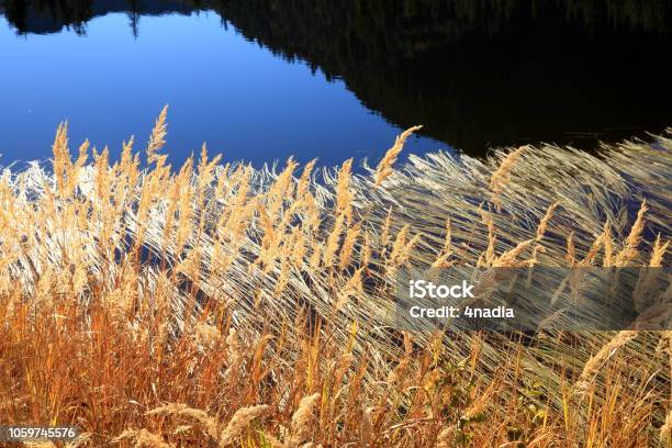 Photo libre de droit de Longtemps Flottant Feuilles De Roseau Eau Plante Flottante Sur Le Lac De Photo banque d'images et plus d'images libres de droit de Arbre