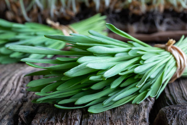 갓 수확된 한 보 리 잎 - barley grass 뉴스 사진 이미지