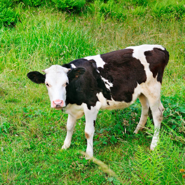 istock Beautiful black and white little calf in green grass. 1059752714