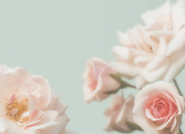 istock Pink roses flower on pastel background top view. Flat lay. 1059752884
