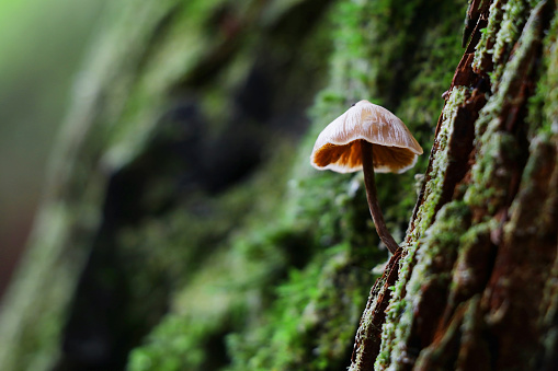 Mushroom growing in the forest.