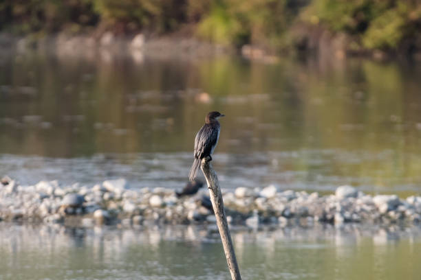 Pygmy cormorant (Microcarbo pygmaeus) portrait into water