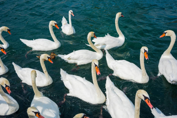 istock Swans in a lake 1059764362