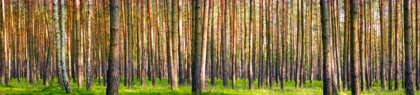 istock Panorama of beautiful trees in the spring forest 1059764464