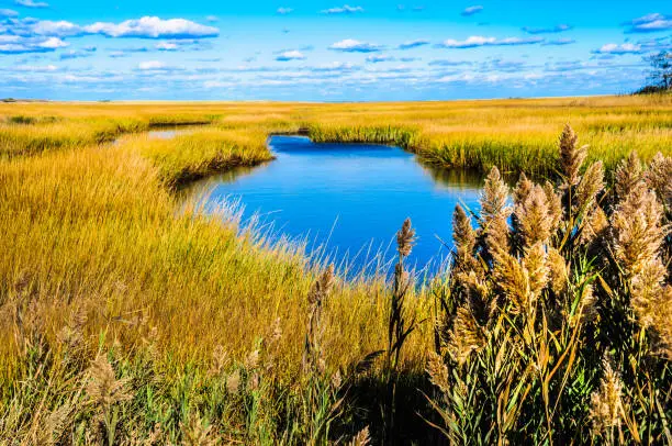 Phragmites australis, an invasive reed grows along Mill Creek in Sandwich, Massachusetts.