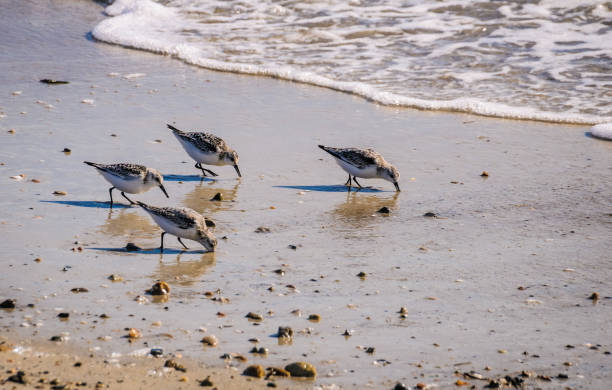 istock Sandpiper Foursome 1059764774