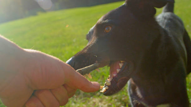 istock POV: Energetic black puppy pulls on small wooden branch held by playful owner 1059766842