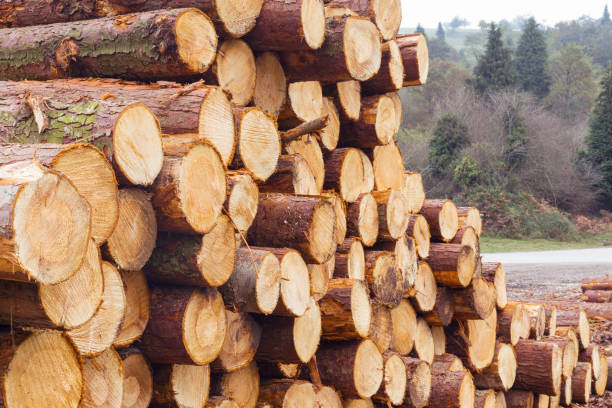 istock Freshly cut tree logs in a big pile. 1059767160