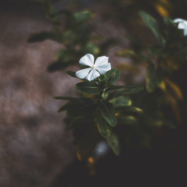istock Small White Flower in a Garden 1059770012
