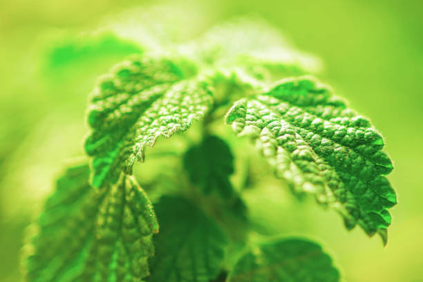istock Green fresh plants grass closeup for background 1059770508