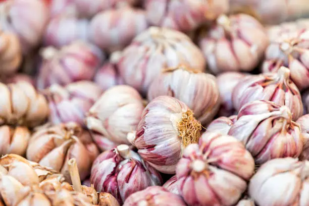 Closeup of many fresh pink or purple summer whole garlic bulbs in Italian street food market in Rome, Italy