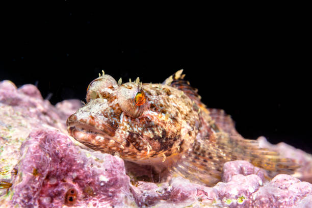 istock Coralline sculpin in Channel Islands Park 1059772516