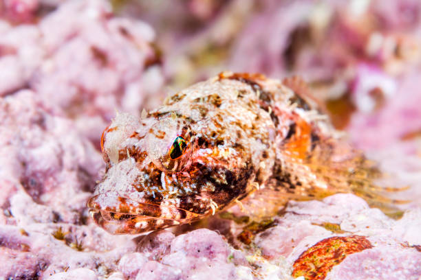 istock Coralline sculpin in Channel Islands Park 1059773556
