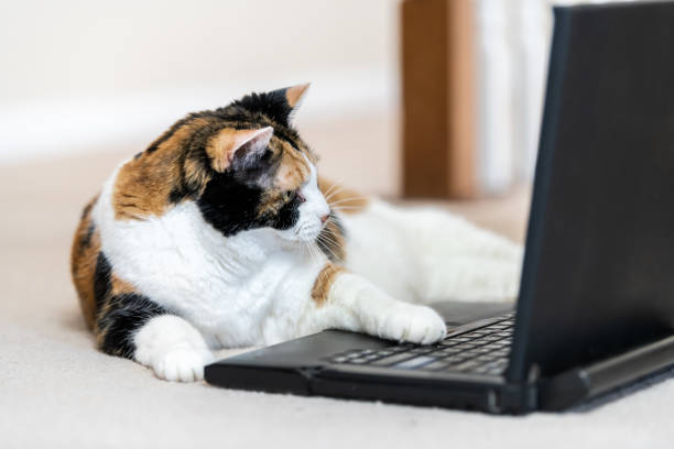 istock Closeup of calico cat, curious, looking at laptop, notebook, computer, pc screen, humor, funny, on home, house room carpet floor, touching mouse, touchpad 1059774682