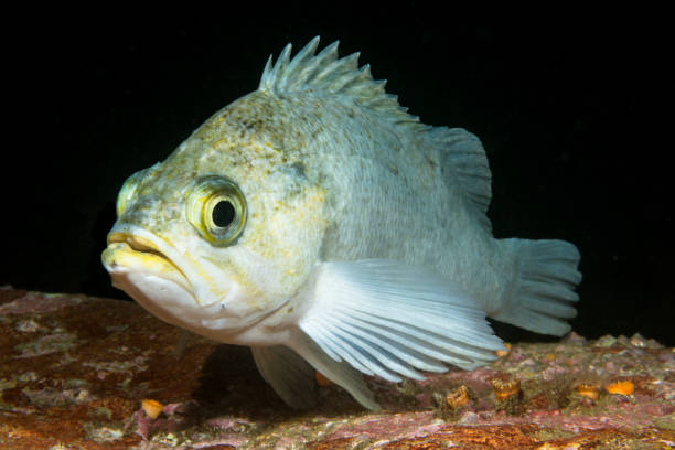 istock White rockfish in Channel Islands Park 1059774686