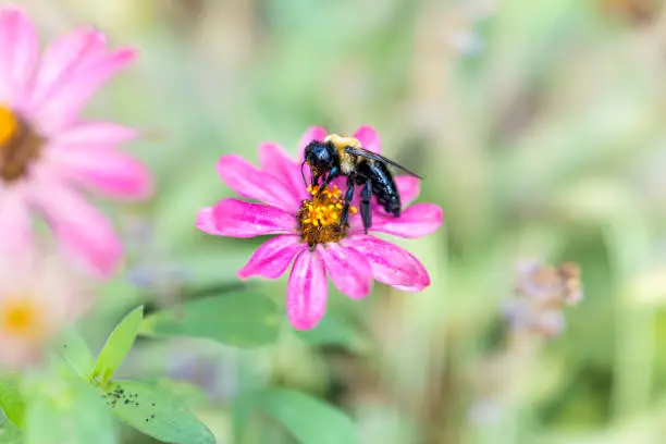 Macro closeup of carpenter bee collecting pollen from pink, purple daisy flower in garden showing detail and texture