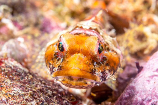 istock Coralline Sculpin in Channel Islands 1059774730