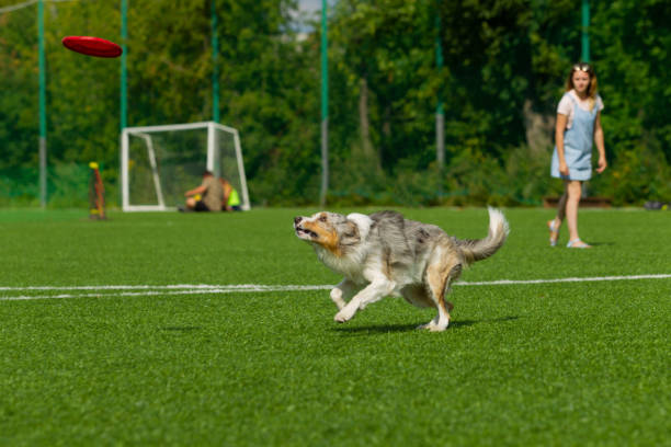 istock Border Collie breed dog for a walk on a summer sunny day 1059774772
