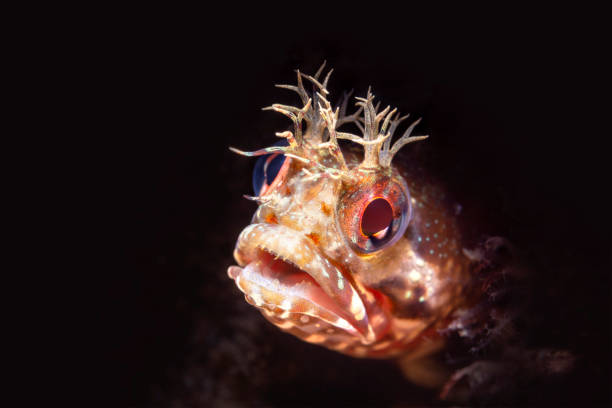 istock Close up fringe head blenny 1059774898