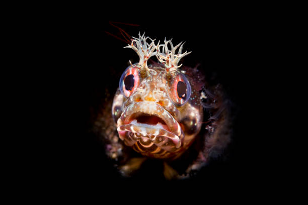 istock Close up fringe head blenny 1059774920