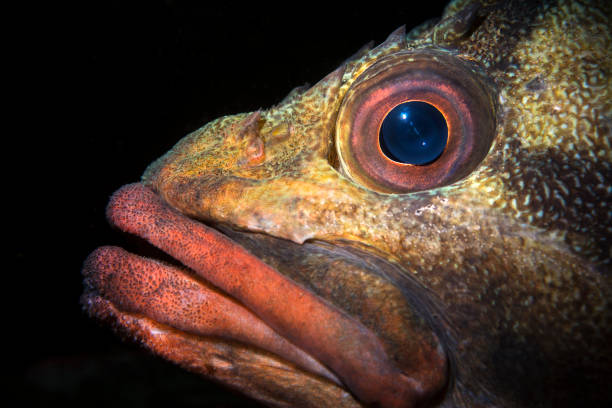 Close up of a Tree fish face in California Using special limited beam snoot lighting, the face of a tree fish in California's Channel Islands provides a moody look to an otherwise common fish species. fish with big lips stock pictures, royalty-free photos & images