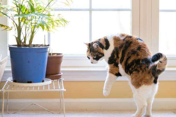 三毛猫ねこネコ猫来る、降りて、歩いて、立って、窓、窓辺、家庭、家の居間で明るい自然光と土台から鉢植え観葉植物ポット、カーペットの床 - window light window sill home interior ストックフォトと画像