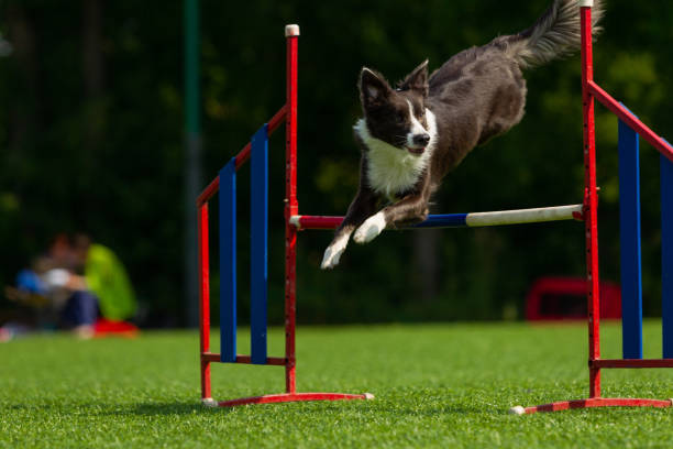 istock Border Collie breed dog for a walk on a summer sunny day 1059775256